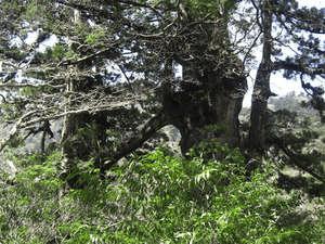 【夫婦杉】木と木が手をつないでいるように見える樹齢２０００年の杉