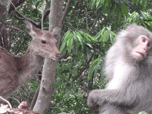 自然豊かな屋久島では野生動物との出会いも楽しみのひとつ。
