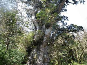 世界遺産「縄文杉」最近はパワースポットとしても人気です