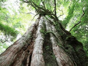 世界遺産「縄文杉」最近はパワースポットとしても人気です