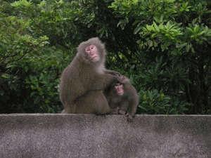 野生のサルとの出会いが！？屋久島のサルは小柄です