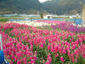 白間津のお花畑≪1月〜3月に、ポピー、キンセンカ、ストックなどが咲き、写真撮影にもおすすめ ≫