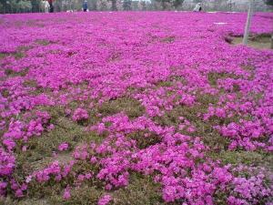 ■赤城の芝桜　見頃は4月末から5月初旬です。