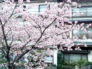 庭桜