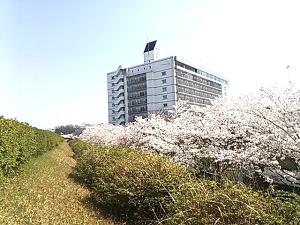 ホテルの周辺には桜が沢山あり、散歩に最高です。