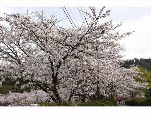 ホテルより30分の丸山公園の4000本の桜