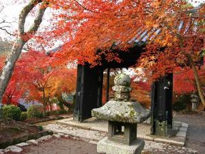 紅葉で有名な秋月城跡