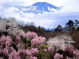 ホテルより車で30分の花見山。福島の桃源郷は4月上旬より、見ごろ♪