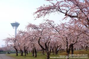五稜郭公園　桜