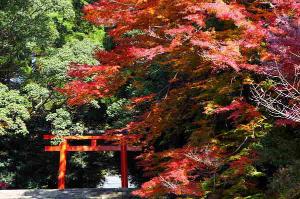 紅葉に映える霧島神宮の鳥居