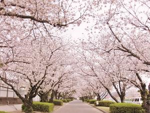近隣の桜並木の風景：シーズンになると花見客で賑わいます♪