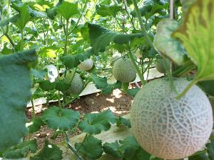 ■家族ニコニコ♪マスクメロン狩りプラン