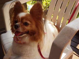 和室は小型犬もご一緒にお泊まりOK