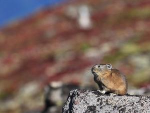 【大雪山】日本では北海道だけに生息する小さなウサギ「ナキウサギ」