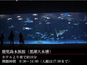 GR:鹿児島水族館★いおワールド★大きな黒潮水槽