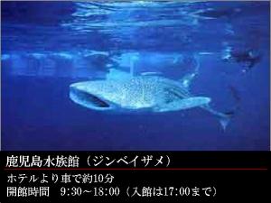 GR:鹿児島水族館★いおワールド★大人気のジンベイザメ