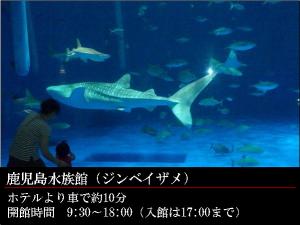 GR:鹿児島水族館★いおワールド★大人気のジンベイザメ