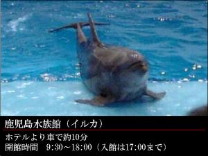 GR:鹿児島水族館★いおワールド★大人気のイルカ♪
