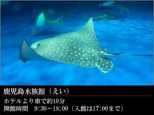 GR:鹿児島水族館★いおワールド★エイ