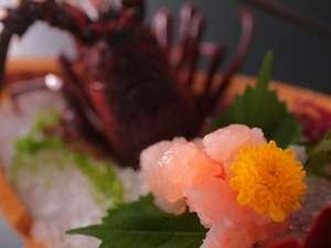 ぷりっぷりに身がしまった伊勢エビのお造り