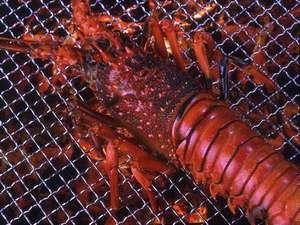 伊勢海老を丸ごと一匹豪快に炭火焼き