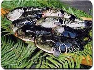 三重ブランド　あのりふぐ