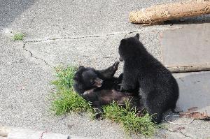「阿仁熊牧場くまくま園」　ツキノワグマの子グマ
