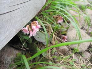 花の百名山「森吉山」