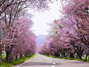 アエルから徒歩5分の『優駿さくらロード』。満開時は桜のトンネルが出来上がります！