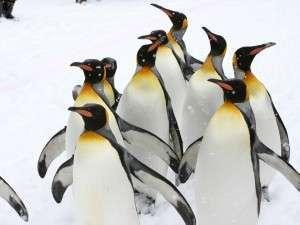 旭山動物園ペンギンの散歩！フロントにてチケット販売中