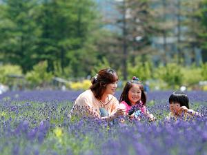 猪苗代ハーブ園ではラベンダーの摘み取り体験も♪（6月中旬～7月中旬）