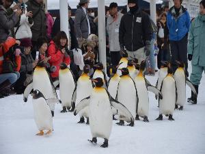 「旭山動物園」（ホテルより車で約30分）‐夏期：4月末〜11月初旬／冬期：11月中旬〜4月上旬