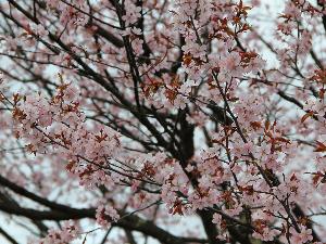 「旭山公園の桜」（ホテルより車で約30分）‐5月中旬頃