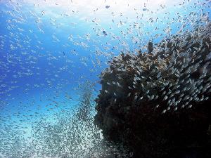 【アクティビティ】こんな魚の群れも見られます！