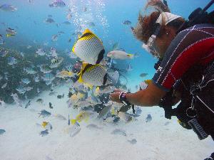 【アクティビティ】普段鑑賞できないお魚がこんなに寄ってきます！