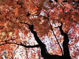 美しい紅葉のもみじ