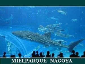 名古屋港水族館【ジンベイザメ】