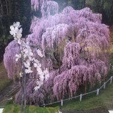 三春滝桜