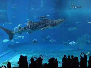 美ら海水族館