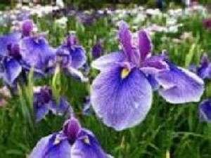 菖蒲園