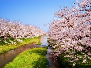 国道9号線から玉造温泉まで、およそ2kmにわたる桜並木。風に舞う桜の花びらを眺めながらの散策は格別です。