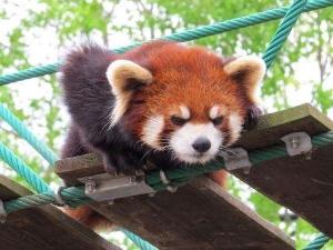 【旭山動物園】ホテルＷＢＦグランデ旭川から車で30分。かわいい動物がお出迎え。