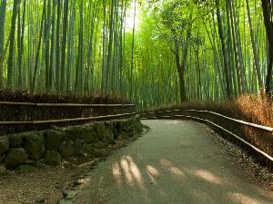 嵐山 竹林
