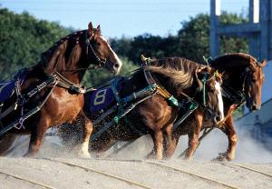 【ばんえい競馬】帯広でしか見られないばんえい競馬！当ホテルから車で約10分