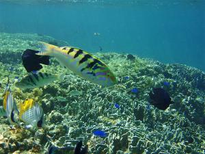 【白保あおさんごシュノーケル】ホテルから車で５分　穏やかなリーフの中で様々な魚に出会えます。