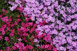 芝さくら