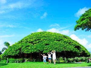 【がじゅまる】人気のフォトスポット