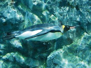 【旭山動物園】ペンギンが泳ぐ水槽の中に水中トンネルが設営され、水中を飛ぶように泳ぐペンギンが大人気