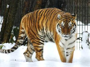 【旭山動物園】トラやライオンの檻は、真下に空洞の見学スペースの網目から動物の息遣い等を観察できます。