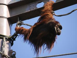 【旭山動物園】オランウータンが17mの高さで綱渡りをしてエサを取りに行く姿を観察することができます。